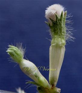  Floral buds